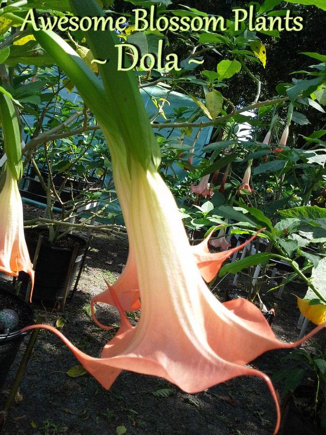 Photo of Angel Trumpet (Brugmansia 'Dola') uploaded by AwesomeBlossomPlants