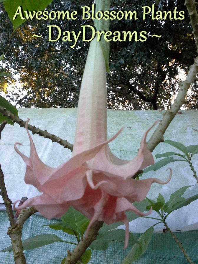 Photo of Angel Trumpet (Brugmansia 'Day Dreams') uploaded by AwesomeBlossomPlants