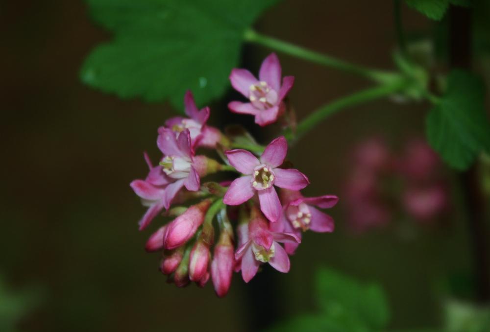 Photo of Redflower Currant (Ribes sanguineum 'King Edward VII') uploaded by Daylilybaby