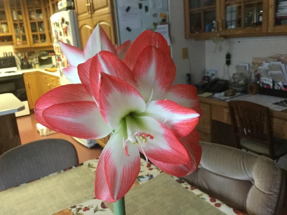 Photo of Amaryllis (Hippeastrum 'Blossom Peacock') uploaded by DebbieC