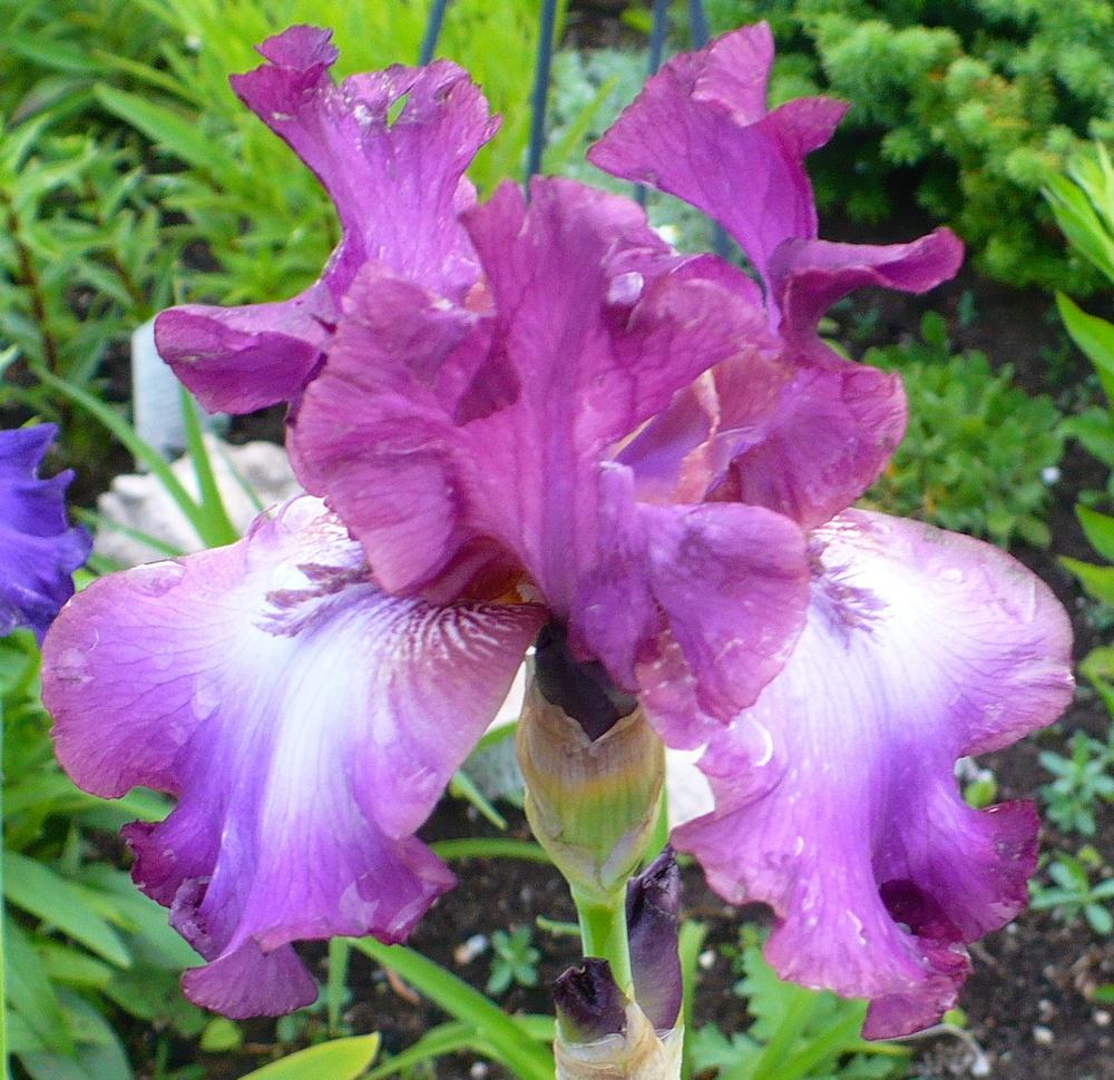 Photo of Tall Bearded Iris (Iris 'Rosette Wine') uploaded by HemNorth