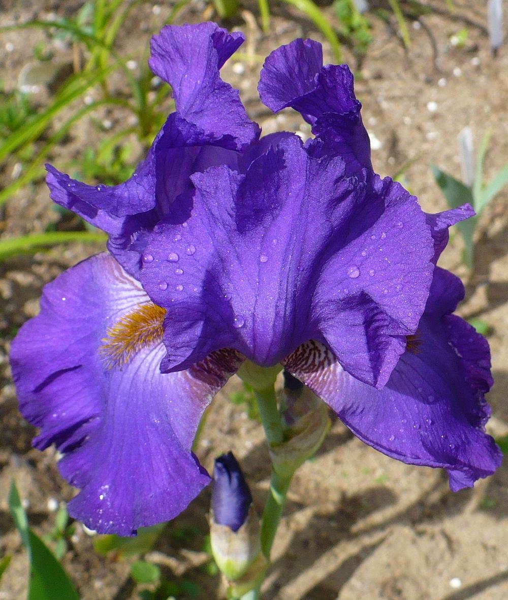 Photo of Tall Bearded Iris (Iris 'Southland Grape') uploaded by HemNorth