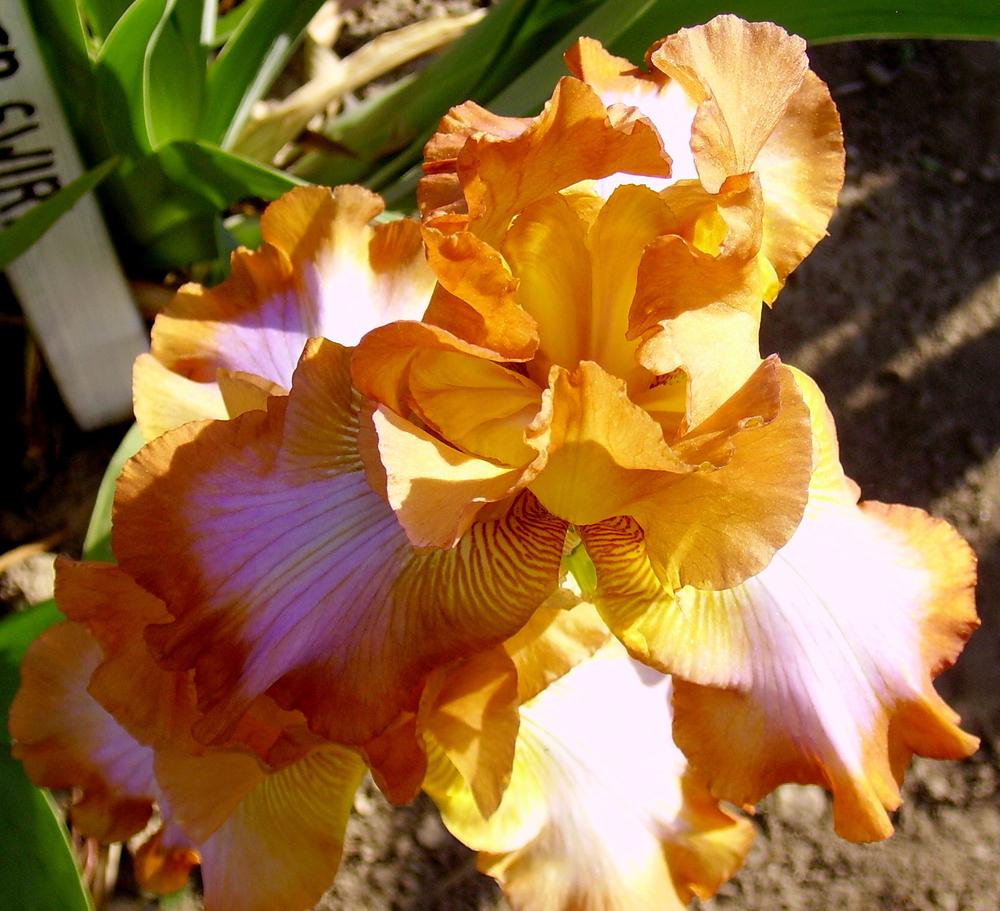 Photo of Tall Bearded Iris (Iris 'Ginger Swirl') uploaded by HemNorth