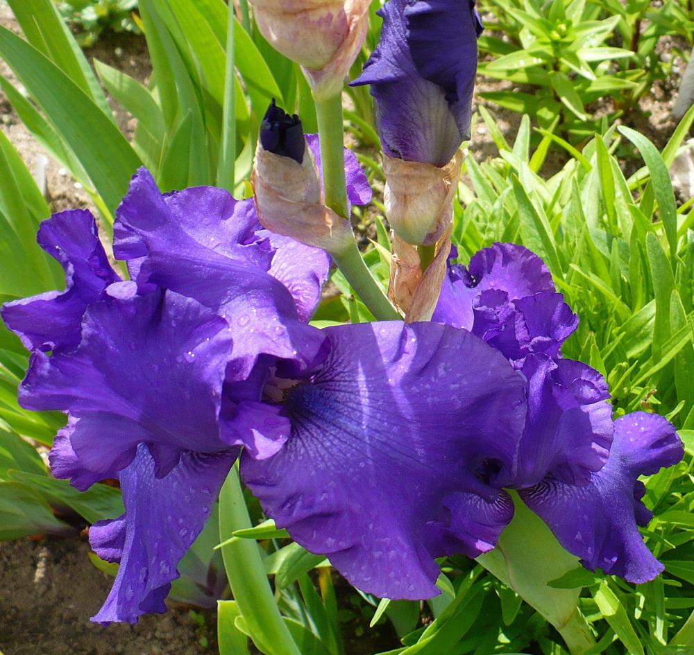 Photo of Tall Bearded Iris (Iris 'Navy Strut') uploaded by HemNorth