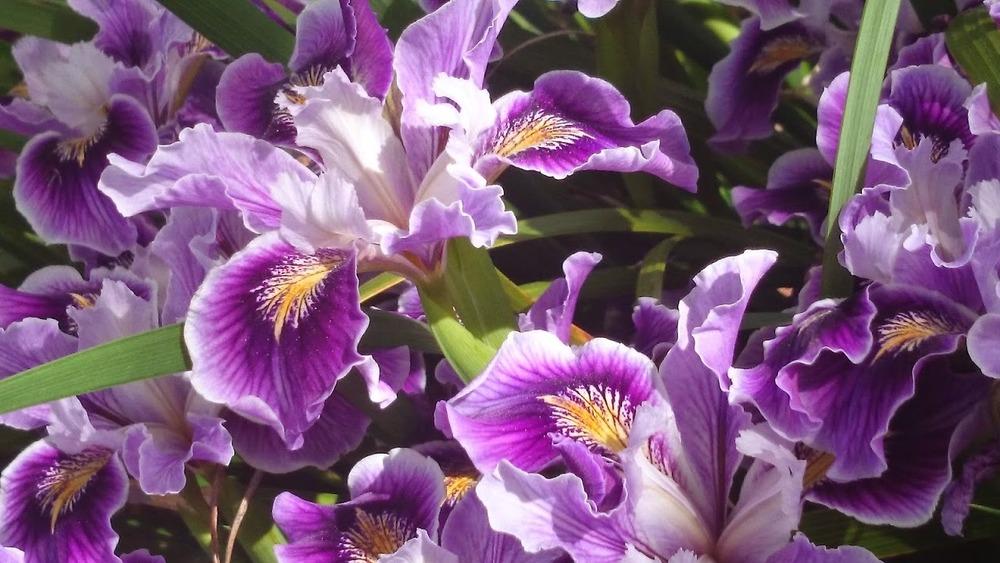 Photo of Pacific Coast Iris (Iris 'Ami Royale') uploaded by In2art