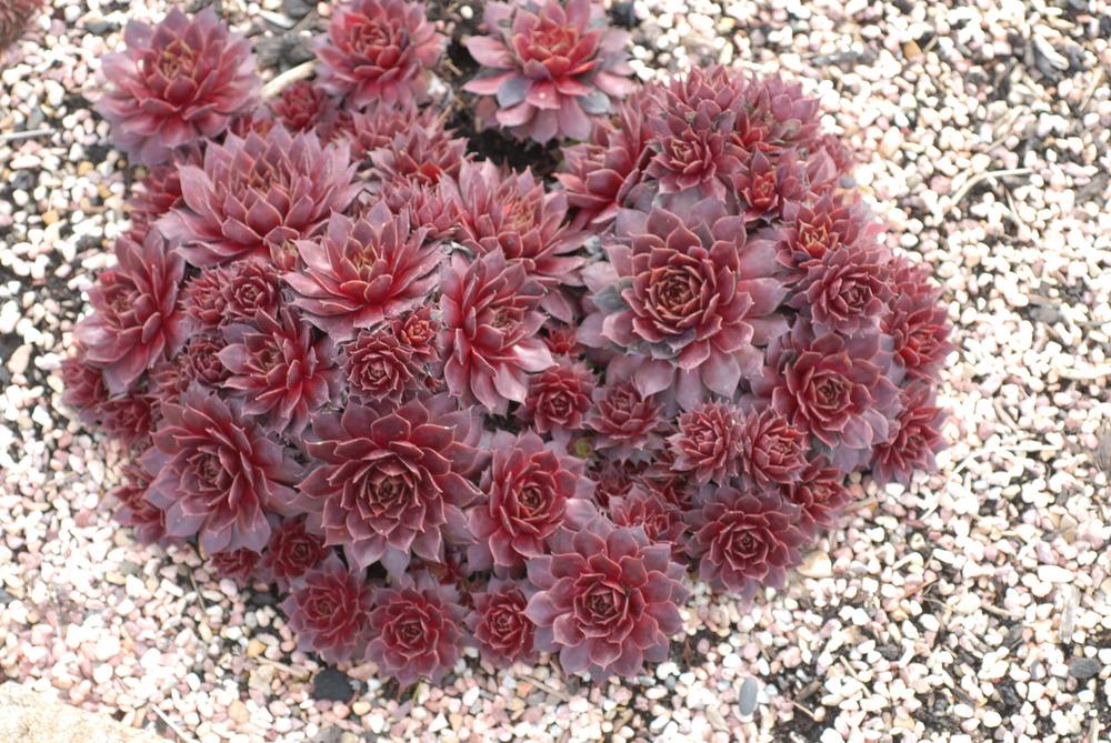 Photo of Hen and Chicks (Sempervivum Nightwood) uploaded by JungleShadows