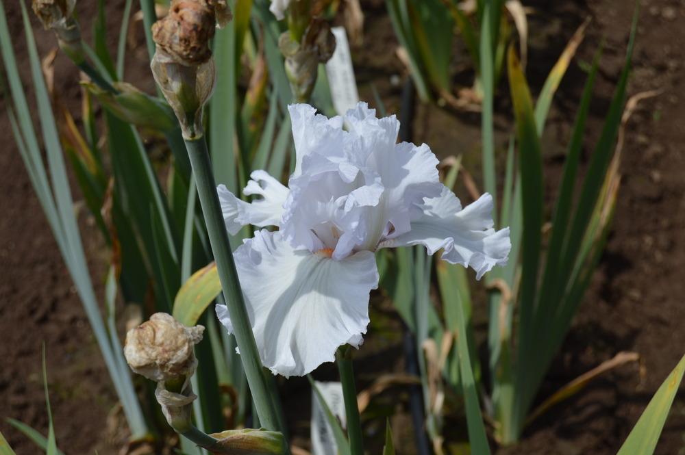 Photo of Tall Bearded Iris (Iris 'Moonlit Drive') uploaded by KentPfeiffer