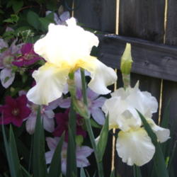 Location: My garden - Kentucky
Date: 2014-05-22
good iris name for bourbon country