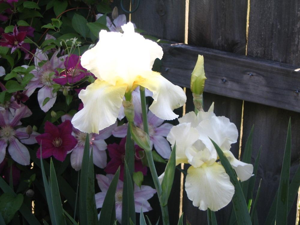 Photo of Tall Bearded Iris (Iris 'Southern Comfort') uploaded by janielouy