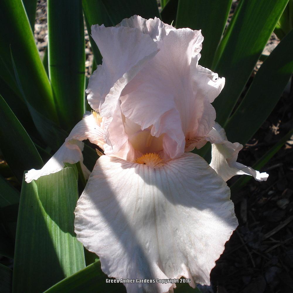 Photo of Tall Bearded Iris (Iris 'Pink Attraction') uploaded by lovemyhouse