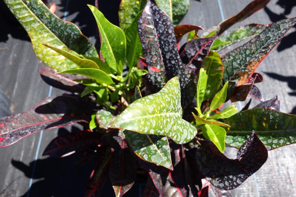 Photo of Crotons (Codiaeum) uploaded by mellielong