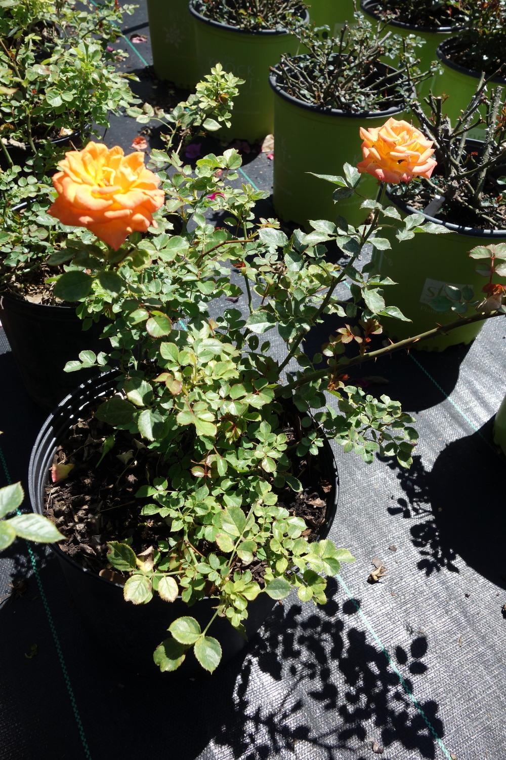 Photo of Rose (Rosa 'Sunrosa Orange Delight') uploaded by mellielong