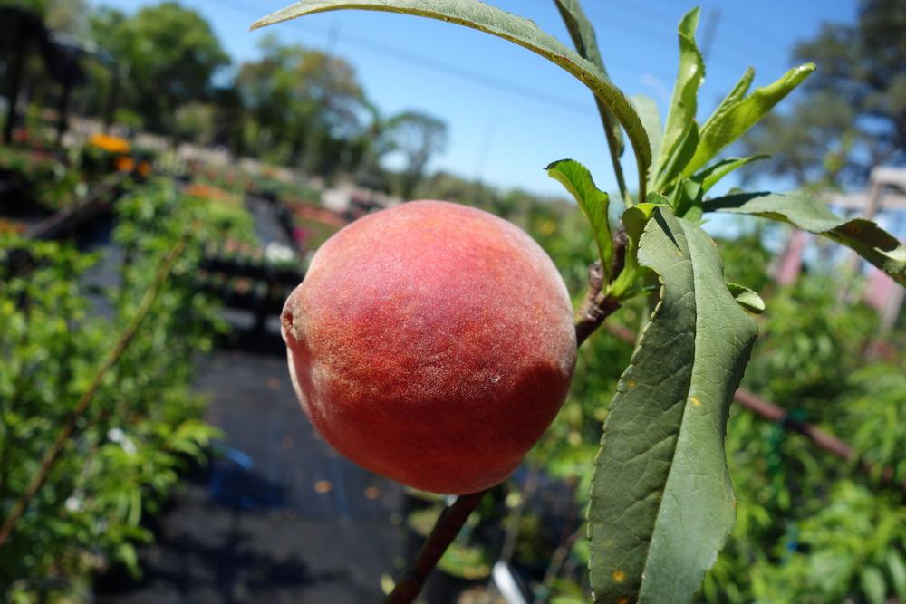 Photo of Peach (Prunus persica 'Tropic Beauty') uploaded by mellielong
