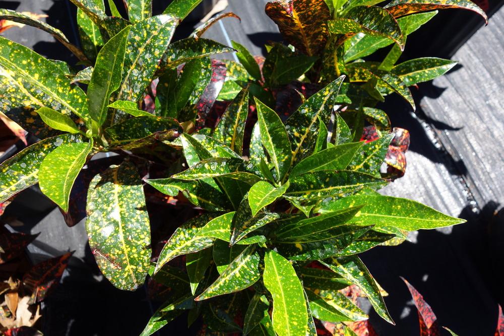 Photo of Croton (Codiaeum variegatum 'Freckles') uploaded by mellielong
