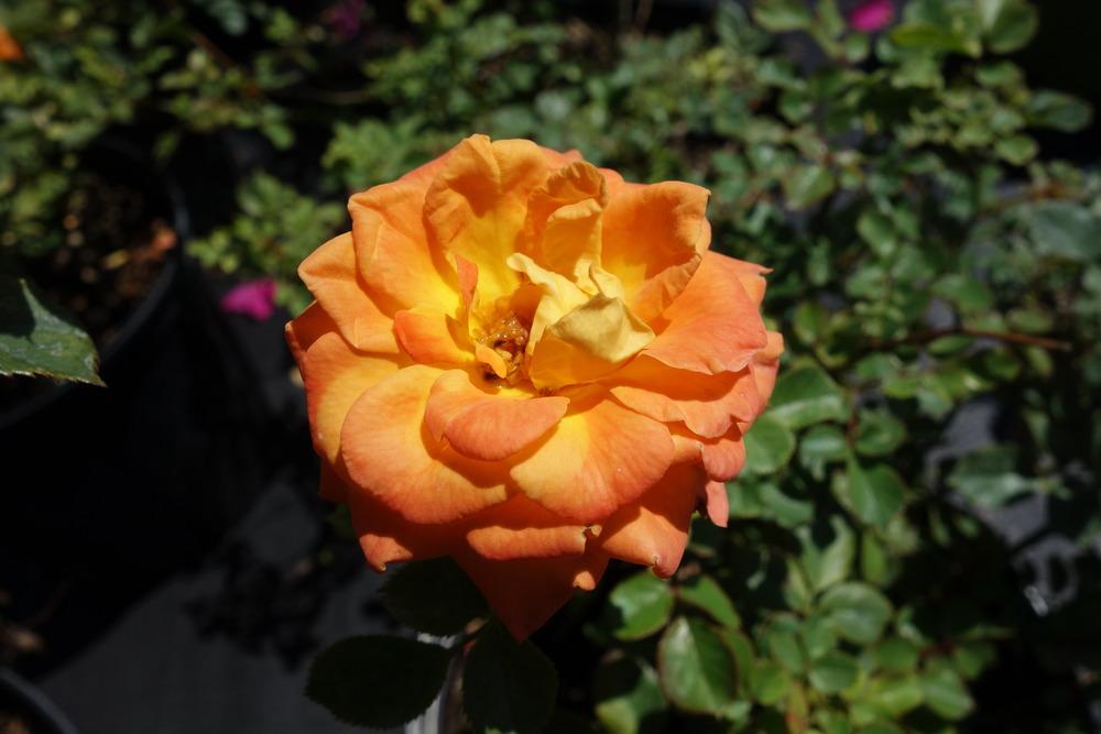 Photo of Rose (Rosa 'Sunrosa Orange Delight') uploaded by mellielong