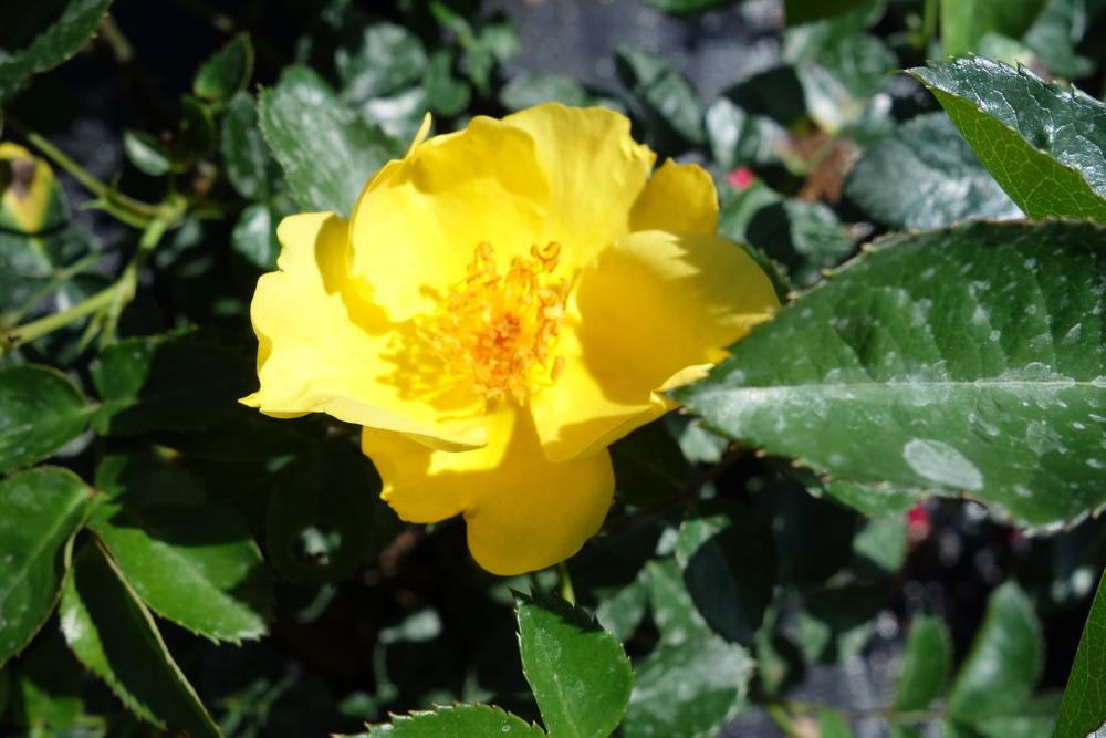 Photo of Rose (Rosa 'Lemon Fizz') uploaded by mellielong