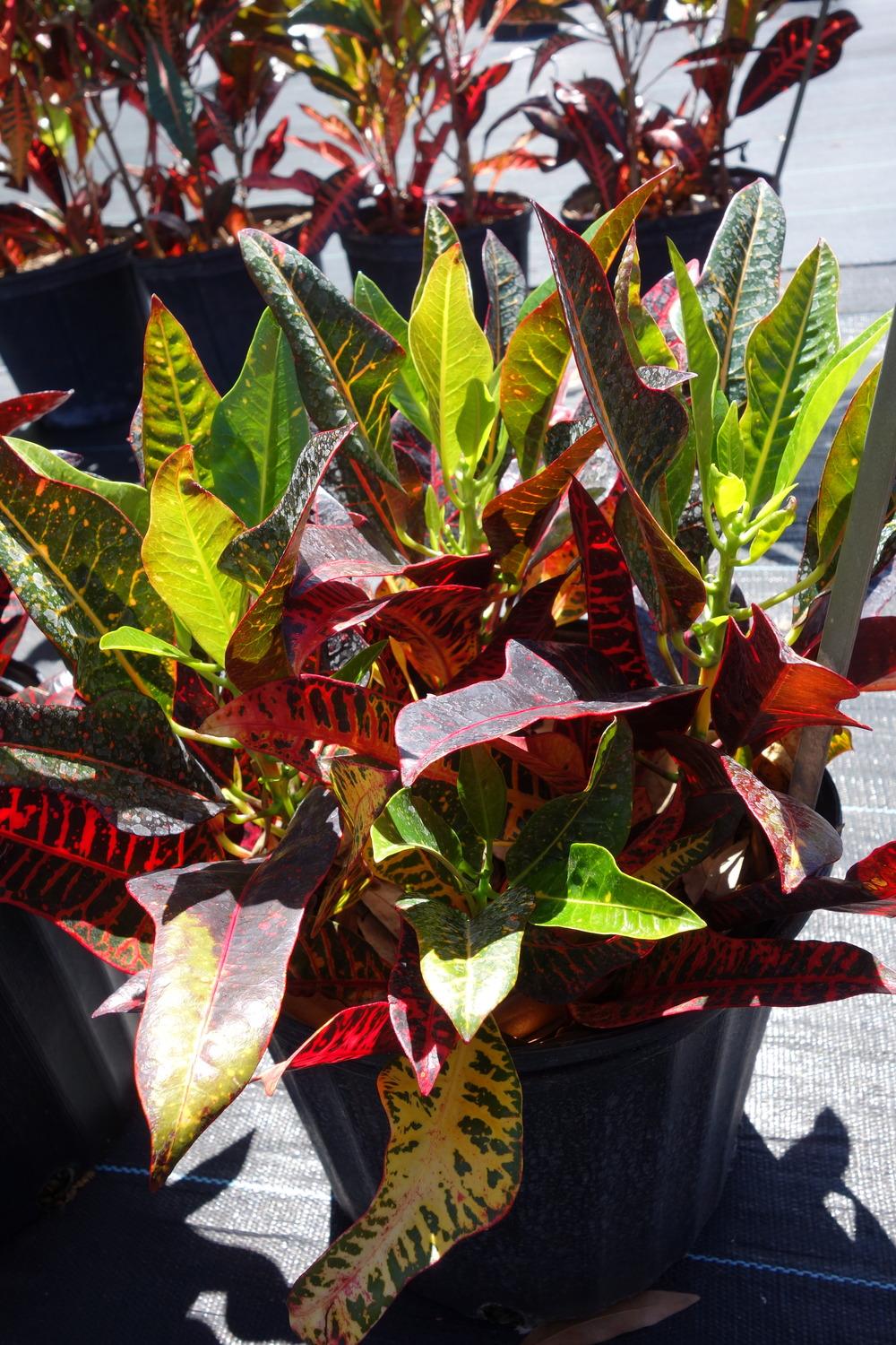 Photo of Crotons (Codiaeum) uploaded by mellielong
