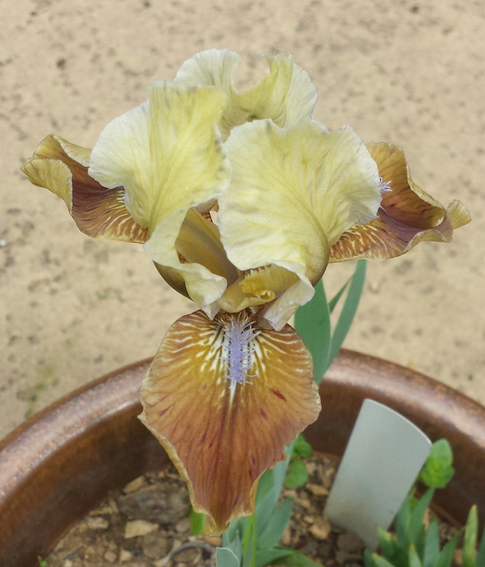Photo of Standard Dwarf Bearded Iris (Iris 'Indian Pow Wow') uploaded by mesospunky