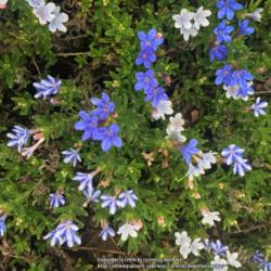 Location: Hamilton Square Garden, Historic City Cemetery, Sacramento CA.
Date: 2016-03-21
Zone 9b. This old clump of 'White Star' has a mix of flowers this