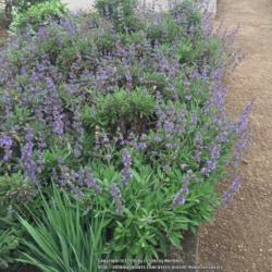 Location: Hamilton Square Garden, Historic City Cemetery, Sacramento CA.
Date: 2016-03-21
Zone 9b. Early blooming Salvia.