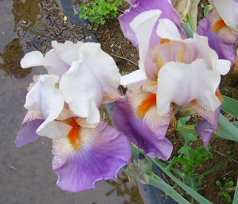 Photo of Tall Bearded Iris (Iris 'Glacier Sunset') uploaded by HemNorth