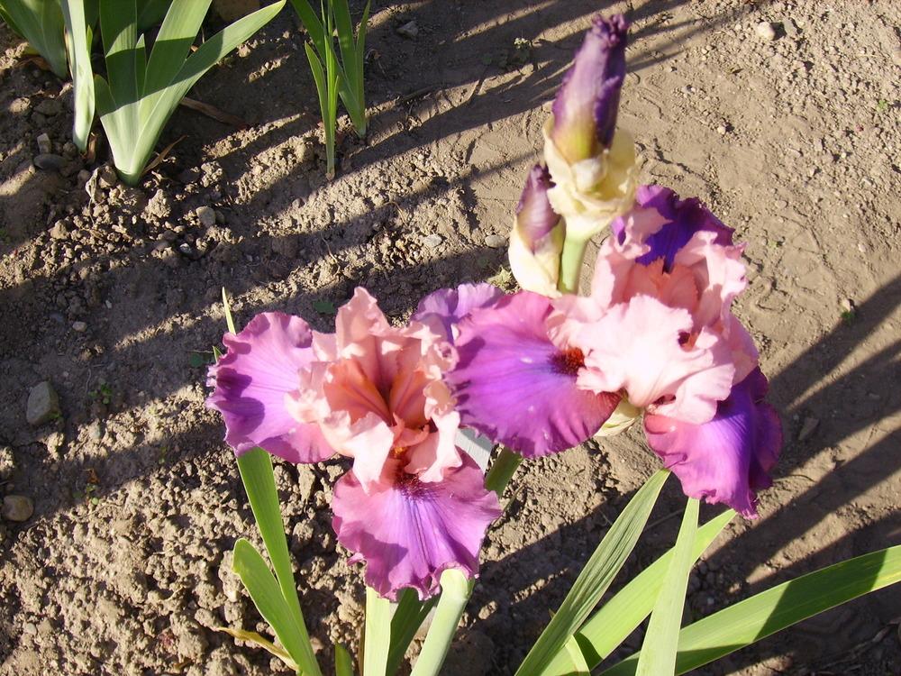 Photo of Tall Bearded Iris (Iris 'Enchanting') uploaded by HemNorth