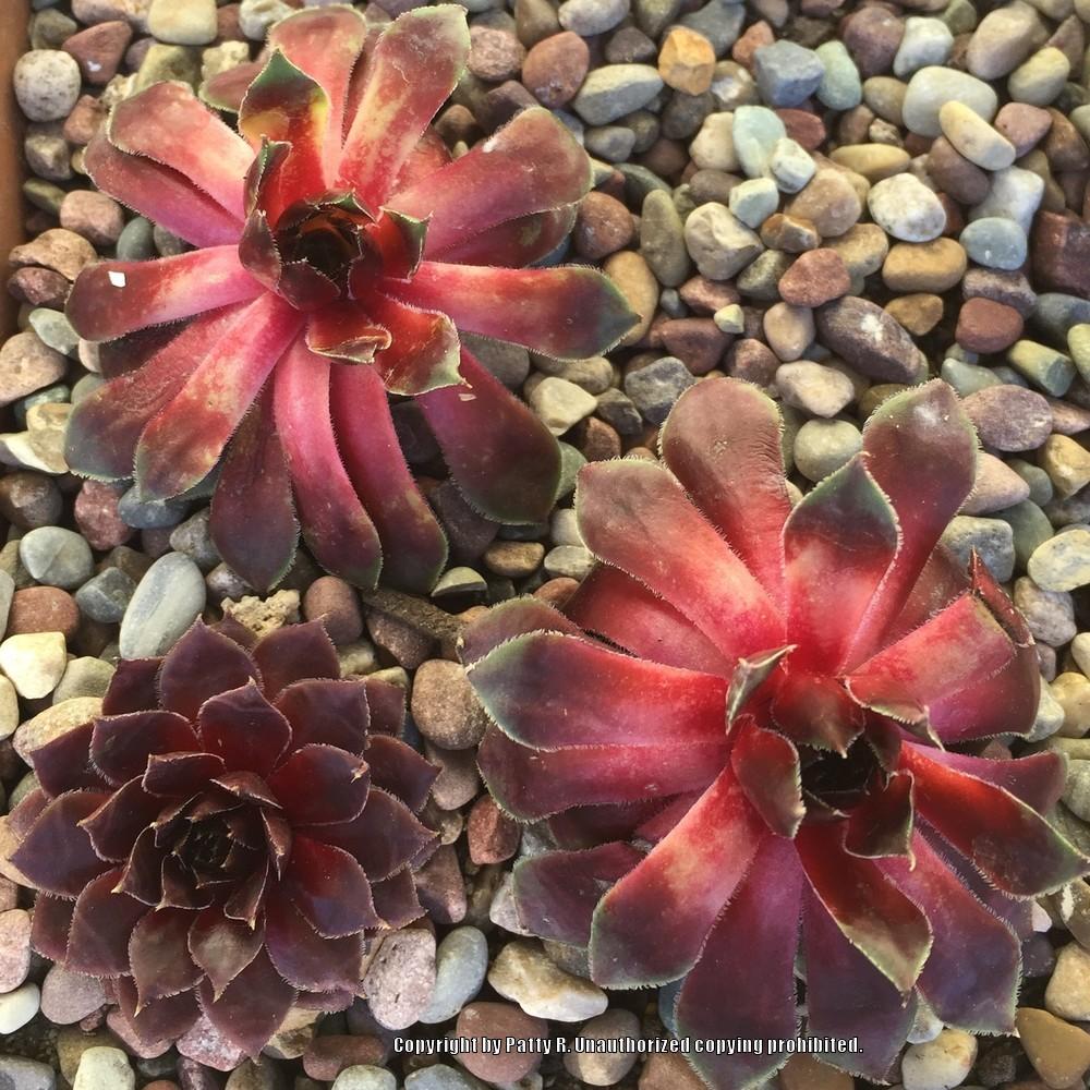 Photo of Hen and Chicks (Sempervivum 'Heart of Darkness') uploaded by Patty