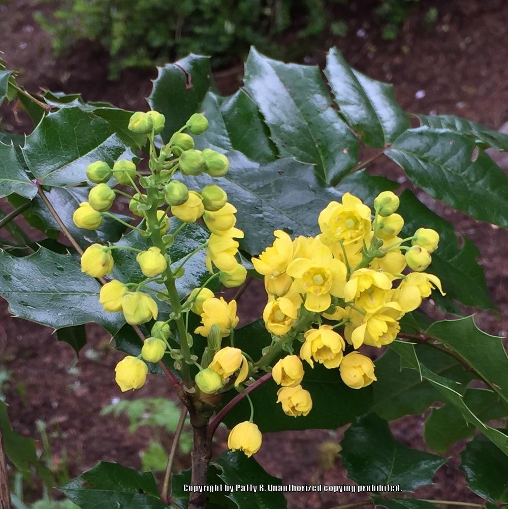 Photo of Oregon Grape (Mahonia aquifolium) uploaded by Patty