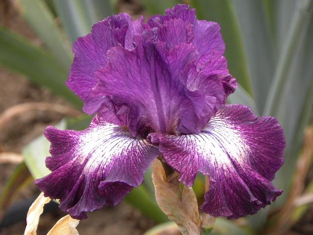 Photo of Tall Bearded Iris (Iris 'First Pick') uploaded by SassyCat