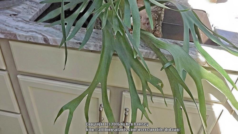 Photo of Staghorn Fern (Platycerium bifurcatum 'Mauna Loa') uploaded by drdawg