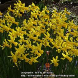 Location: RHS Harlow Carr, Yorkshire, UK
Date: 2016-03-22