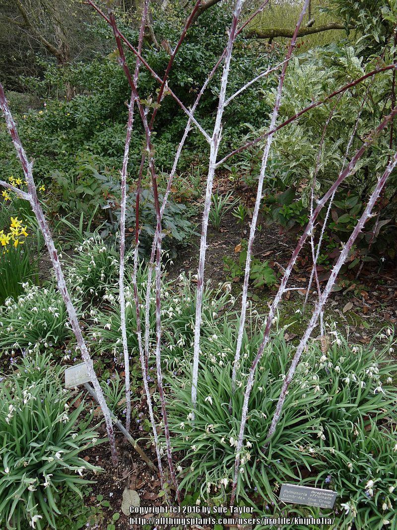Photo of White-stemmed Bramble (Rubus cockburnianus) uploaded by kniphofia