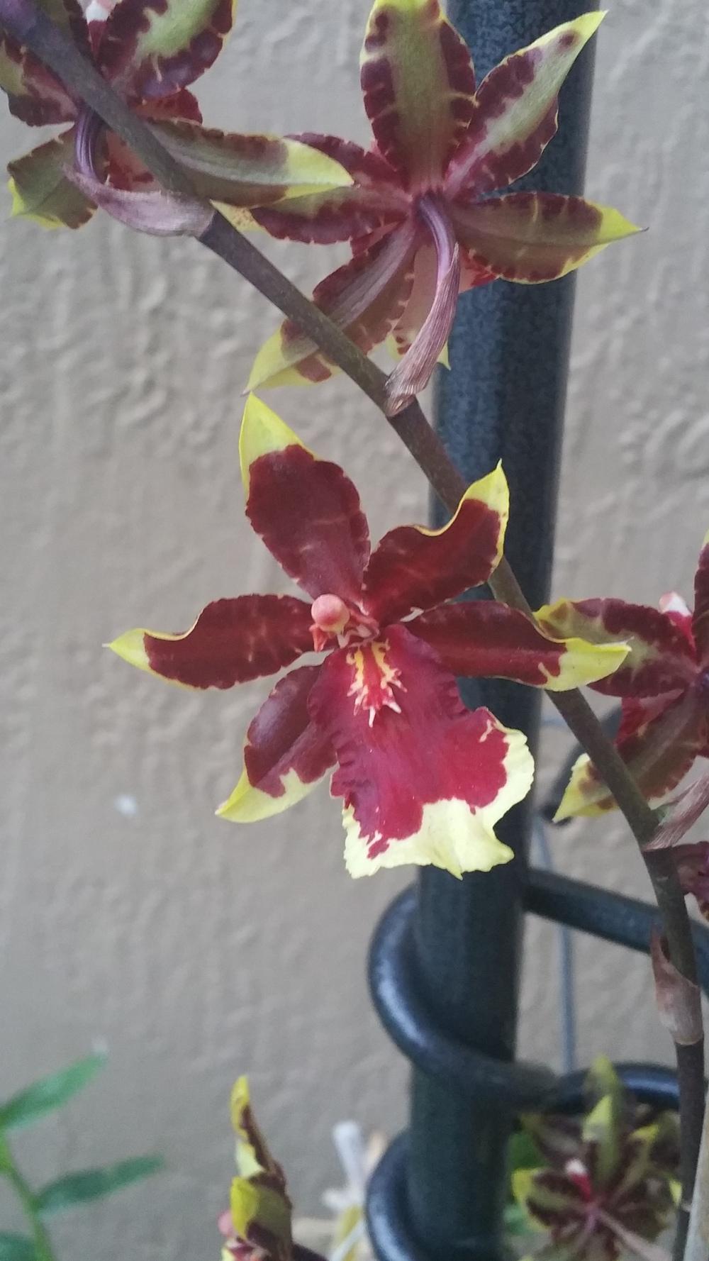 Photo of Orchid (Oncostele Wildcat 'Golden Red Star') uploaded by MamaIve12