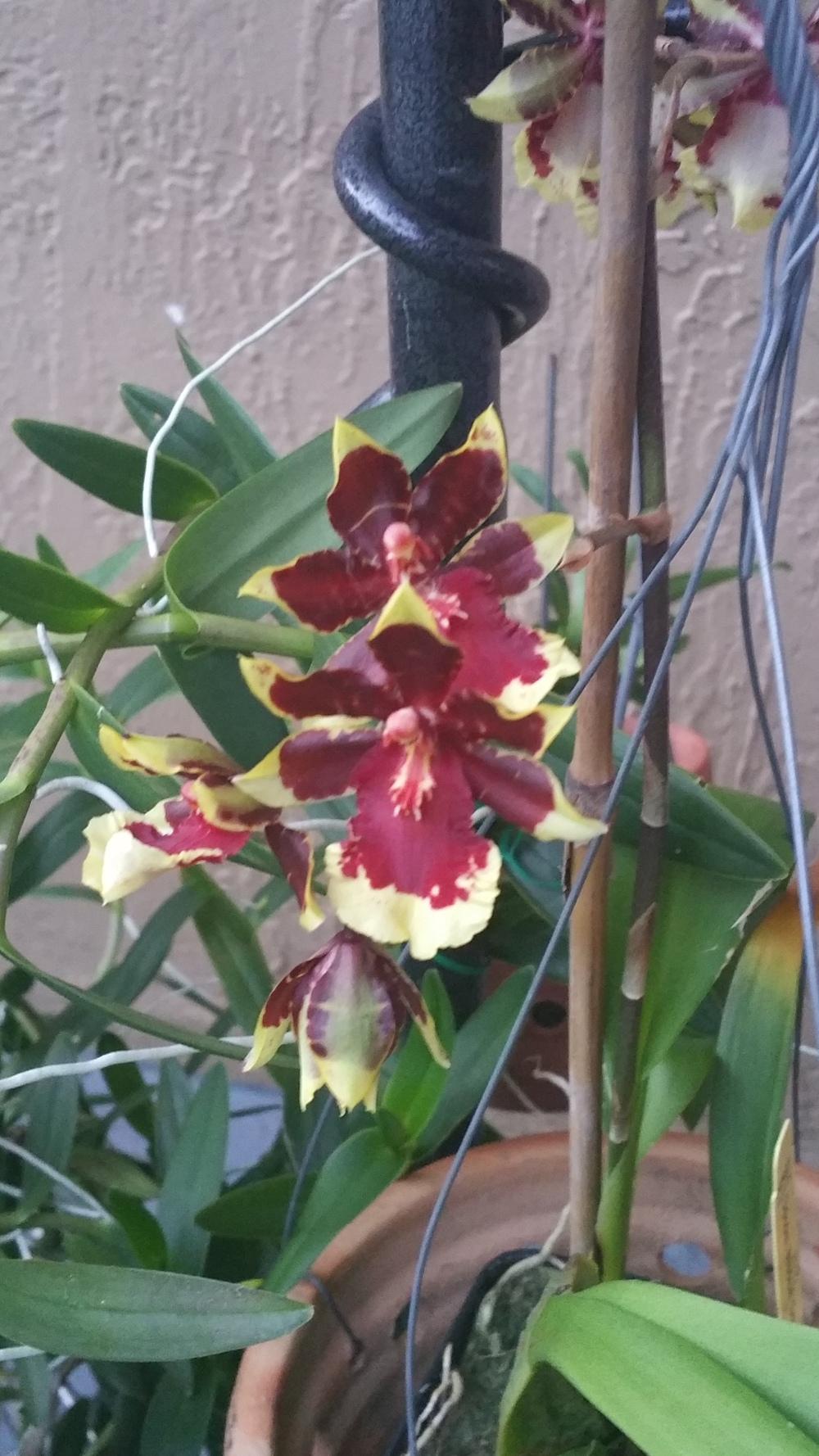 Photo of Orchid (Oncostele Wildcat 'Golden Red Star') uploaded by MamaIve12
