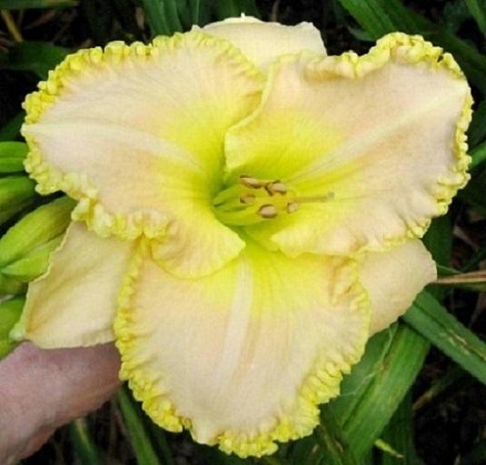 Photo of Daylily (Hemerocallis 'Never Been Kissed') uploaded by Sscape