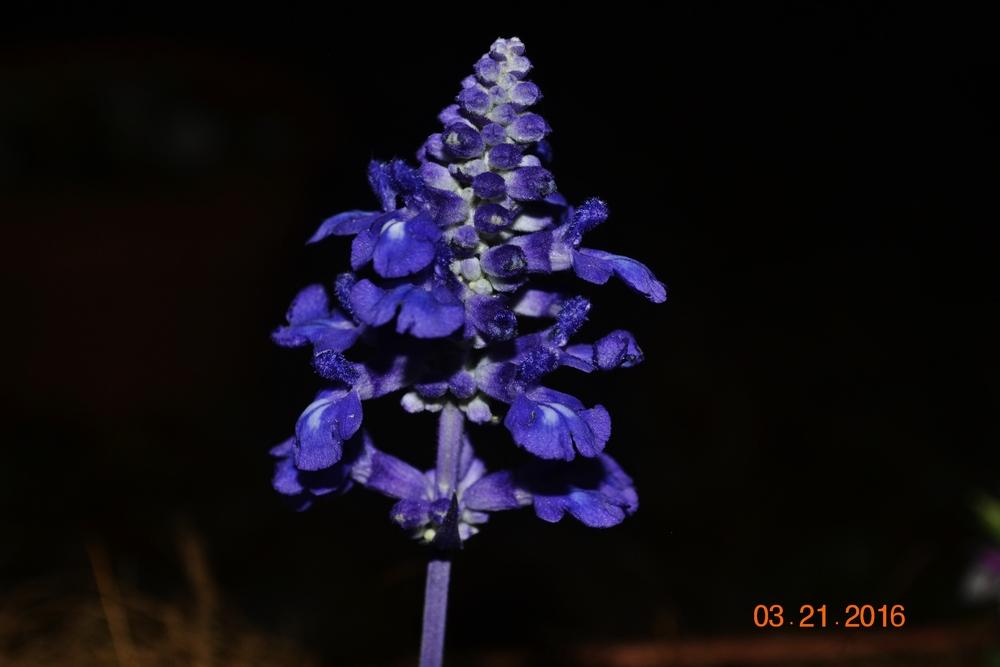 Photo of Salvia Velocity™ Blue uploaded by Suga