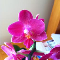 Preventing Premature Orchid Bloom Drop