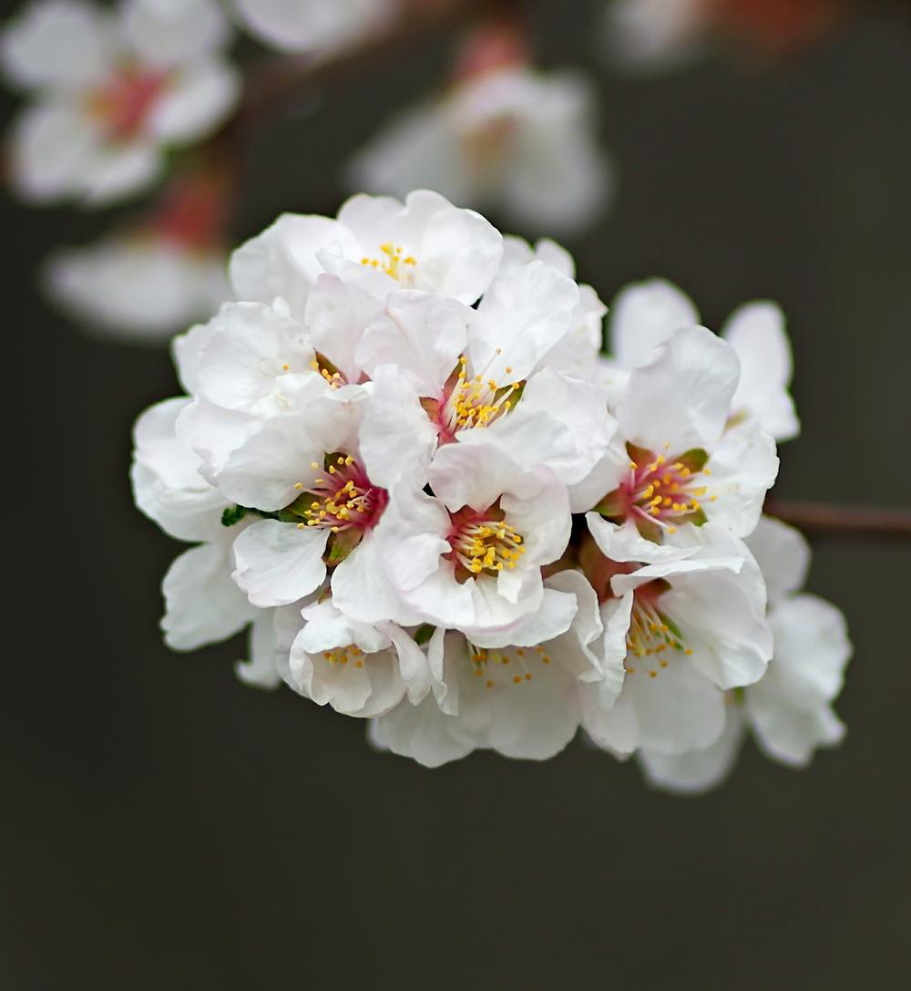 Photo of Nanking Bush Cherry (Prunus tomentosa) uploaded by dirtdorphins
