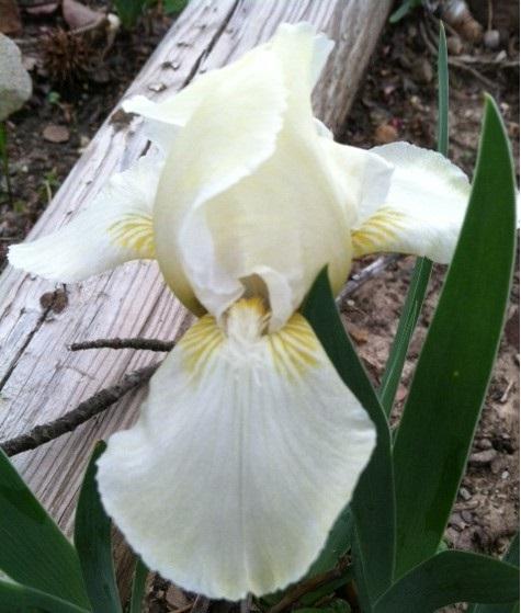 Photo of Standard Dwarf Bearded Iris (Iris 'Baby Snowflake') uploaded by grannysgarden