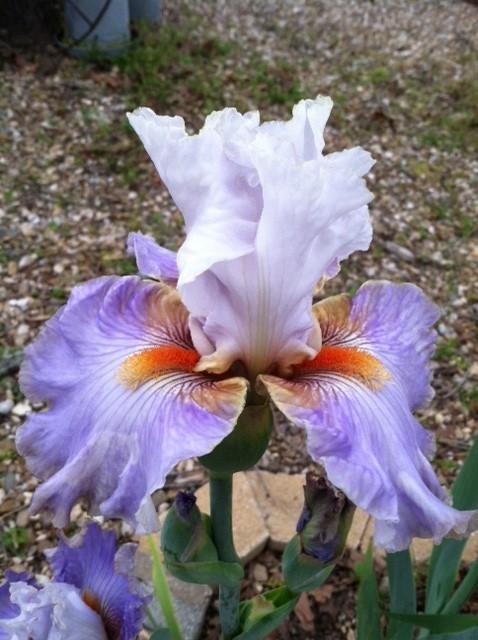 Photo of Tall Bearded Iris (Iris 'Wired') uploaded by grannysgarden