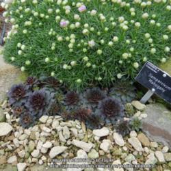Location: RHS Harlow Carr alpine house, Yorkshire, UK
Date: 2016-03-22