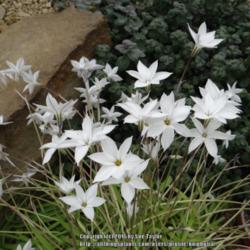Location: RHS Harlow Carr alpine house, Yorkshire, UK
Date: 2016-03-22