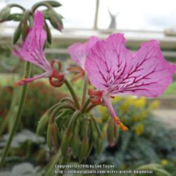 Location: RHS Harlow Carr alpine house, Yorkshire, UK
Date: 2014-07-04