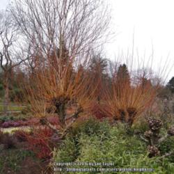 Location: RHS Harlow Carr alpine house, Yorkshire, UK
Date: 2016-03-22
Pollarded willows in the winter garden.