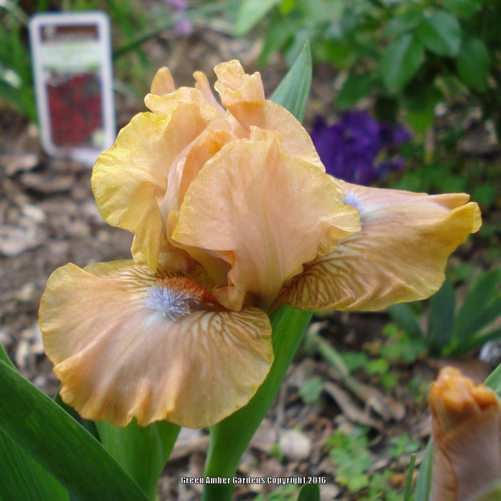 Photo of Standard Dwarf Bearded Iris (Iris 'Golden Apricot') uploaded by lovemyhouse