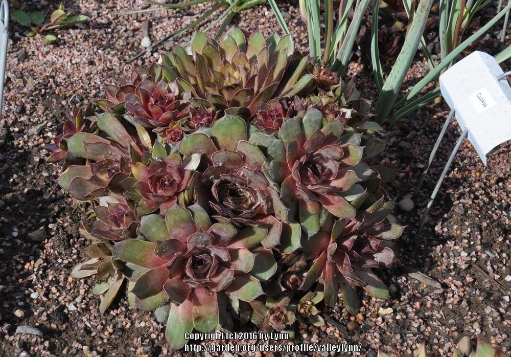 Photo of Hen and Chick (Sempervivum 'Cockoo') uploaded by valleylynn