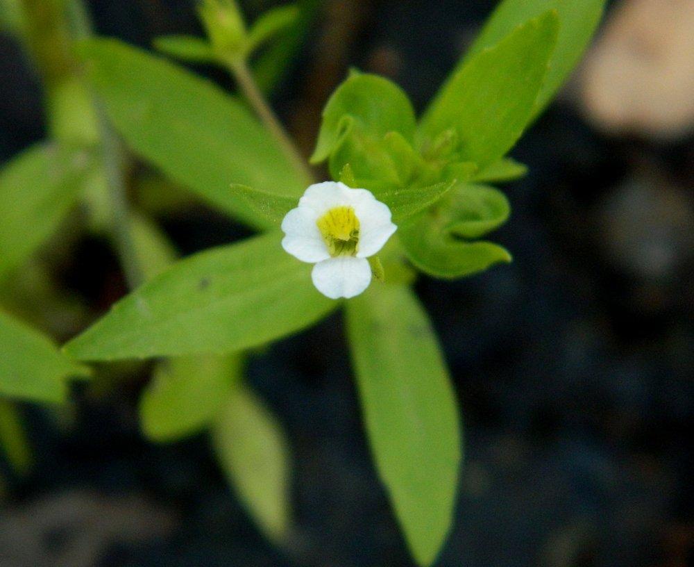 Photo of Clammy Hedgehyssop (Gratiola neglecta) uploaded by wildflowers
