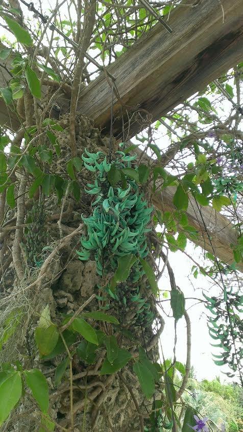 Photo of Jade Vine (Strongylodon macrobotrys) uploaded by Dutchlady1