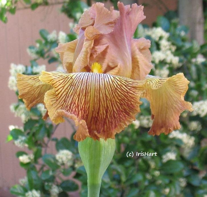 Photo of Tall Bearded Iris (Iris 'Tiger Shark') uploaded by IrisHart
