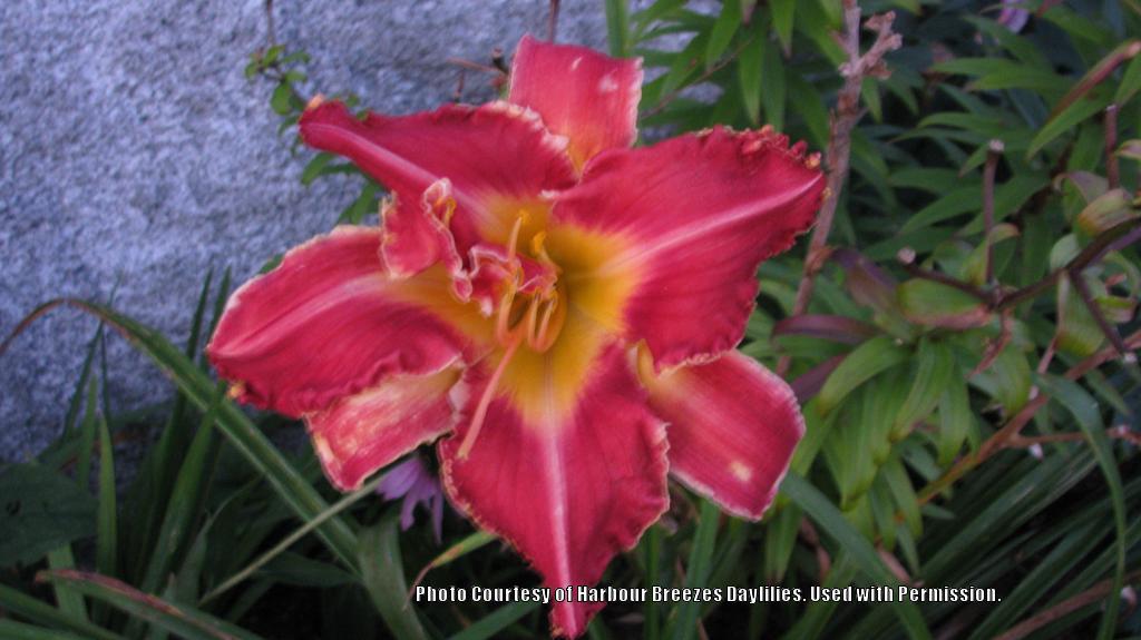 Photo of Daylily (Hemerocallis 'Rosy Spiketail') uploaded by Joy